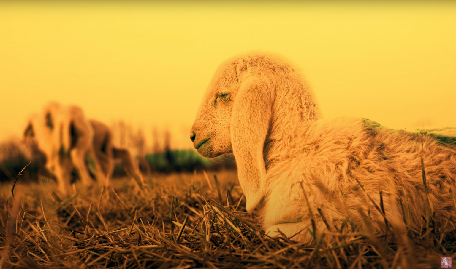 Photo de Découvrez « Siesta », le nouveau projet artistique de Flora Fona